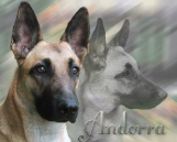Porträtaufnahme eines aufmerksamen belgischen Schäferhundes vor einem künstlerisch unscharfen Hintergrund. Der Name „Andorra“ ist dekorativ eingeblendet. Im Hintergrund ist zusätzlich ein graustufiger Schattenriss des Hundes zu sehen.