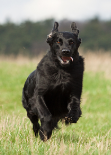 Ein schwarzer Hund rennt dynamisch über eine grüne Wiese. Die Ohren stehen aufgerichtet und das Tier wirkt konzentriert und voller Energie.