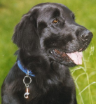 Nahaufnahme eines schwarzen Hundes mit blauem Halsband und heraushängender Zunge auf einer grünen Wiese.