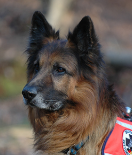 Porträt eines langhaarigen Schäferhundes mit dunkler Maske und aufmerksamem Blick. Der Hund trägt eine Einsatzweste, der Hintergrund ist unscharf.
