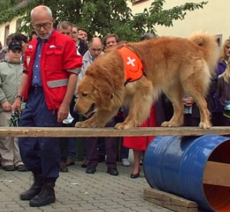 Ein Rettungshundeführer in roter Einsatzkleidung begleitet seinen Golden Retriever, der konzentriert über eine wackelige Holzbrücke balanciert. Zahlreiche Zuschauer beobachten die Vorführung.