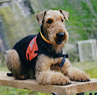 Ein hellbrauner Terrier mit dunklem Rücken liegt entspannt auf einer Holzbank im Freien und schaut aufmerksam zur Seite. Das Tier trägt eine rote Signalweste.