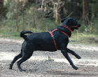 Ein schwarzer Hund mit rotem Geschirr läuft dynamisch auf einem Waldweg, umgeben von Bäumen und Natur.