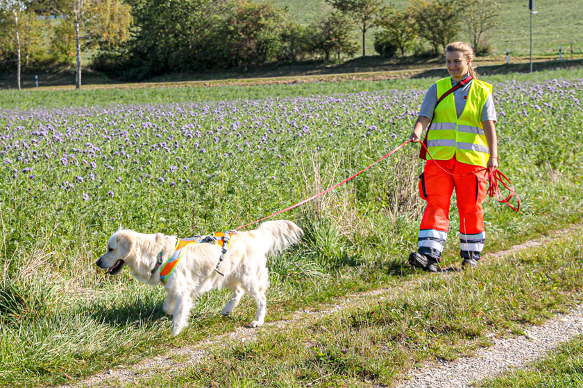 Eine Johanniter-Helferin in Warnweste und Einsatzkleidung führt einen Rettungshund an der Leine über einen Feldweg neben einer blühenden Wiese.