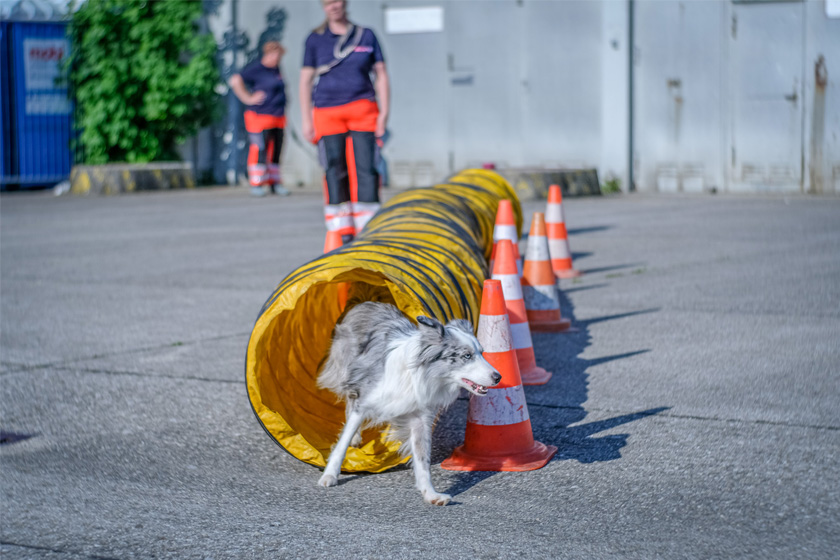 Ein Rettungshund durchquert einen gelben Trainingstunnel, flankiert von Verkehrskegeln.