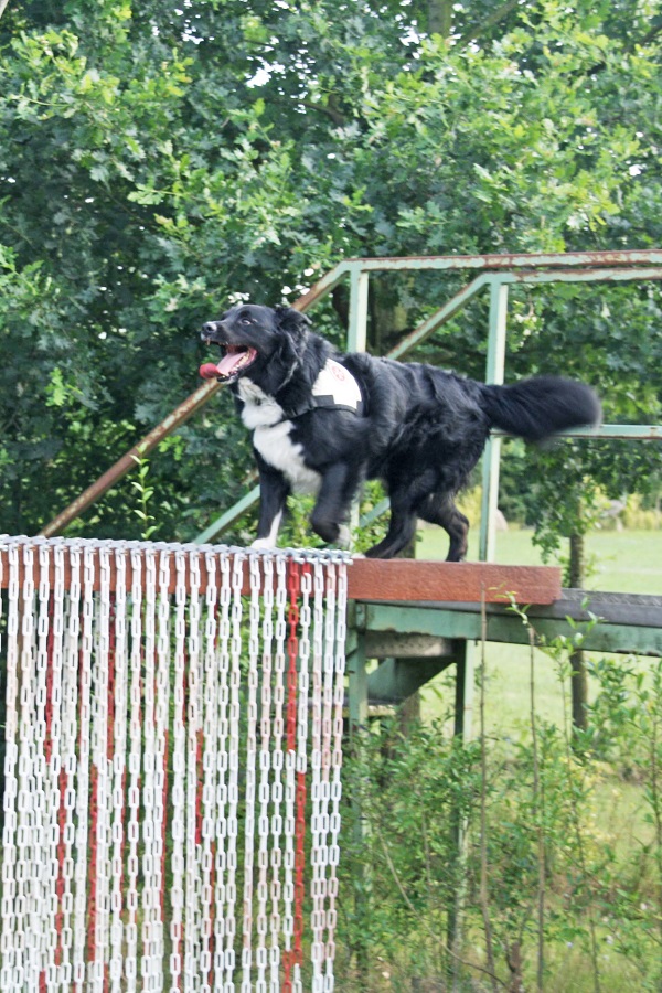 Im Einsatz: Retter auf vier Pfoten.