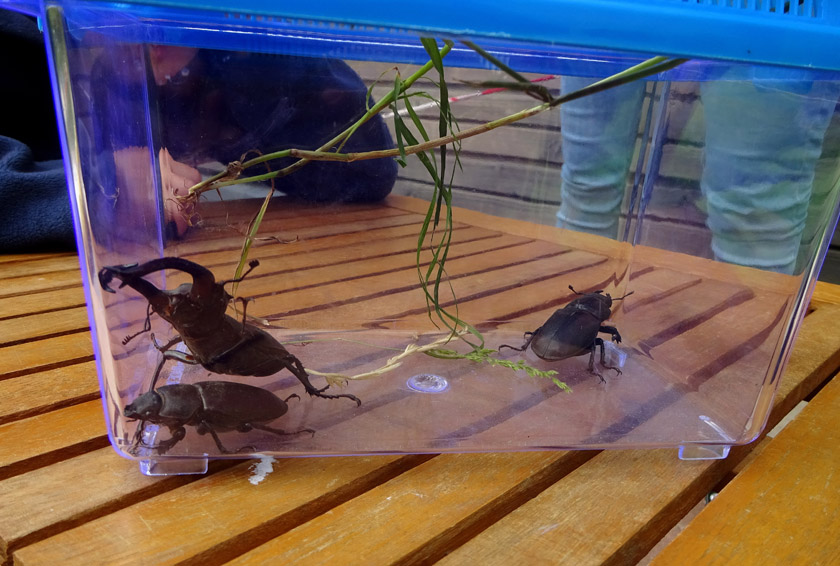 Zwei weibliche und ein männlicher Hirschkäfer sind zu sehen. 