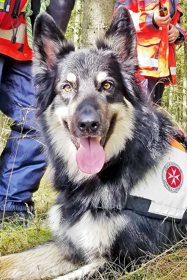 Spürhund der Johanniter Rettungshundestaffel Schleswig