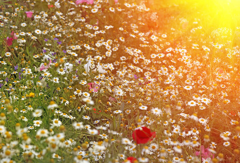 Blumenfeld im warmen Sonnenlicht