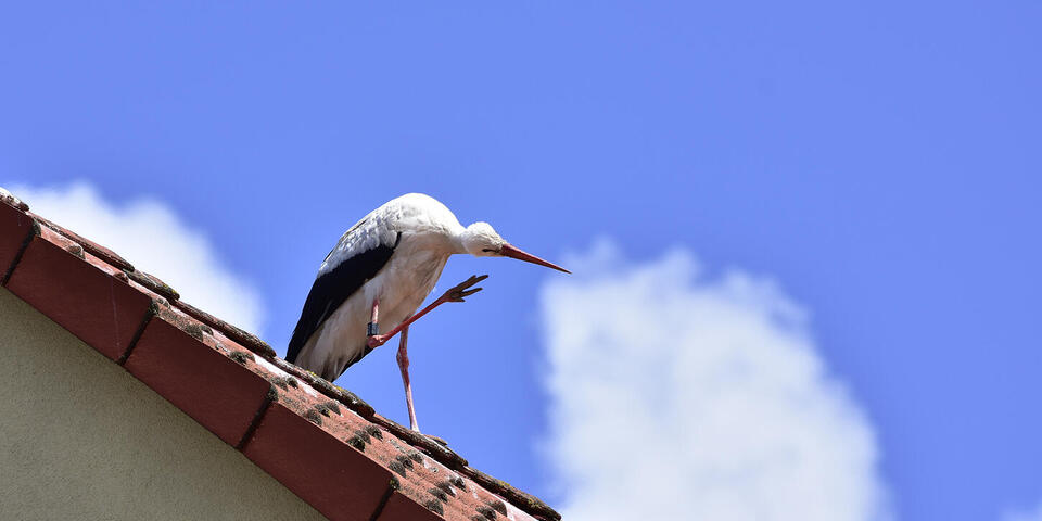 Storch auf dem Dach