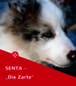 Ein weiß-grauer Hund mit blauen Augen blickt sanft zur Seite. Im unteren Bildbereich steht auf rotem Hintergrund mit dem Johanniter-Logo der Text: „Senta – Die Zarte“.