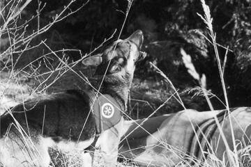 Ein Johanniter-Rettungshund bei einer Übung im Jahr 2000.