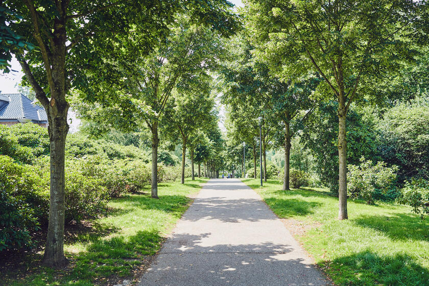 Weg mit seitlich angelegten Grünflächen