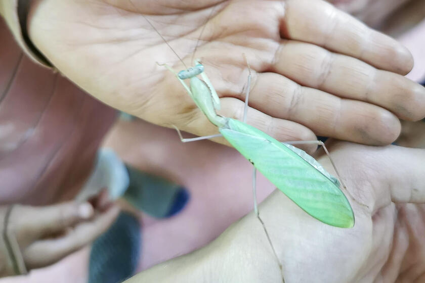 Wer mutig war, nahm die Gottesanbeterinnen bei der Fütterung auch auf die Hand.