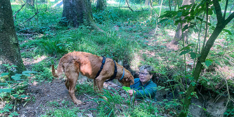 Ein Hund findet eine Person in einem Erdloch