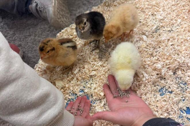 Ein paar kleine Küken picken die Körner aus den Kinderhänden auf.