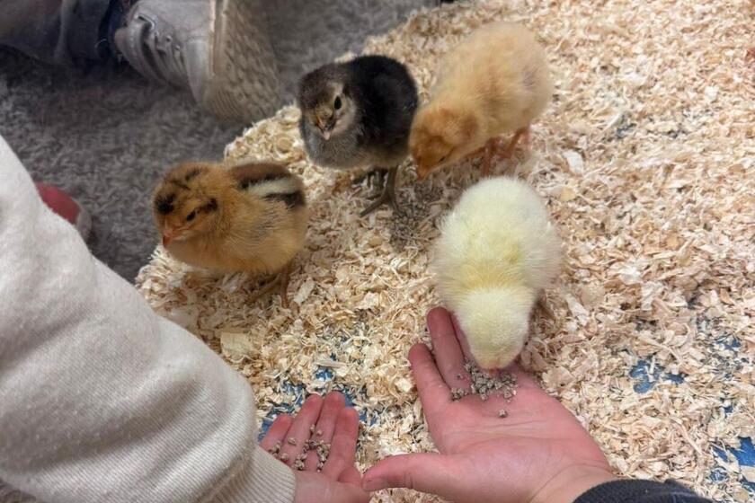 Ein paar kleine Küken picken die Körner aus den Kinderhänden auf.