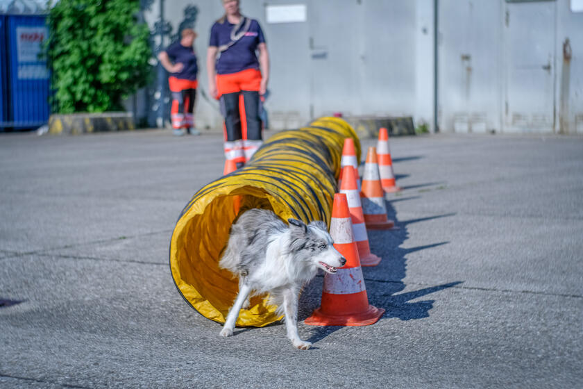Ein Rettungshund läuft durch einen gelben Tunnel bei einer Übung, während Einsatzkräfte im Hintergrund zusehen.