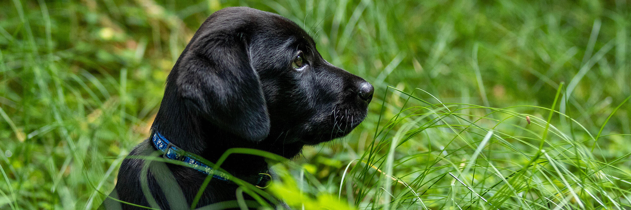 Hund im Wald