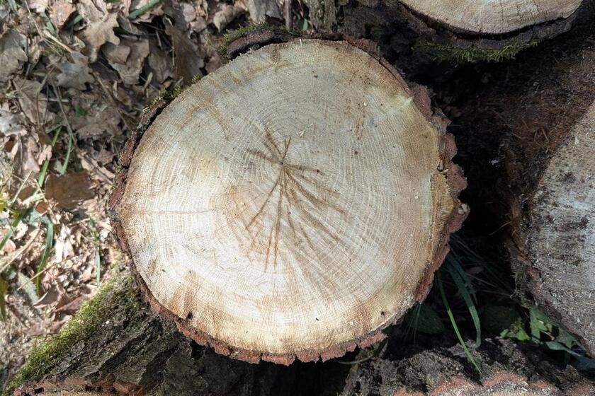 Baum mit Altersringen