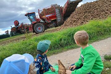 Kinder helfen bei der Kartoffelernte.