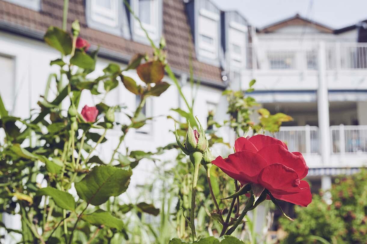 Rose im Garten des Johanniter-Hauses Weschnitztal in Rimbach