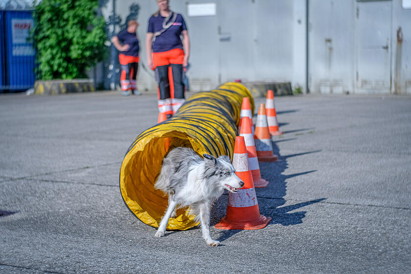 Ein Rettungshund läuft durch einen gelben Tunnel bei einer Übung, während Einsatzkräfte im Hintergrund zusehen.