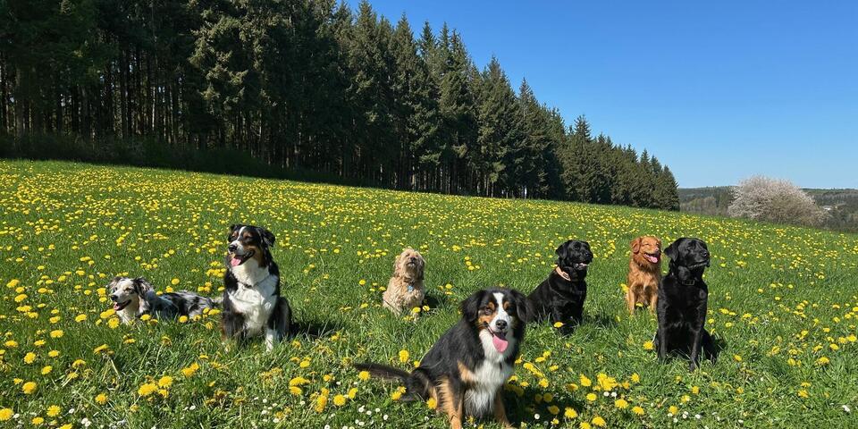 Rettungshunde der Rettungshundestaffel Bonn/Rhein-Sieg/Euskirchen posieren auf einer blühenden Frühlingswiese. 