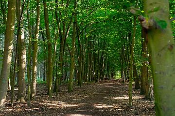 Wald in der Nähe der Waldgruppe der Johanniter-Kita Pfützenracker