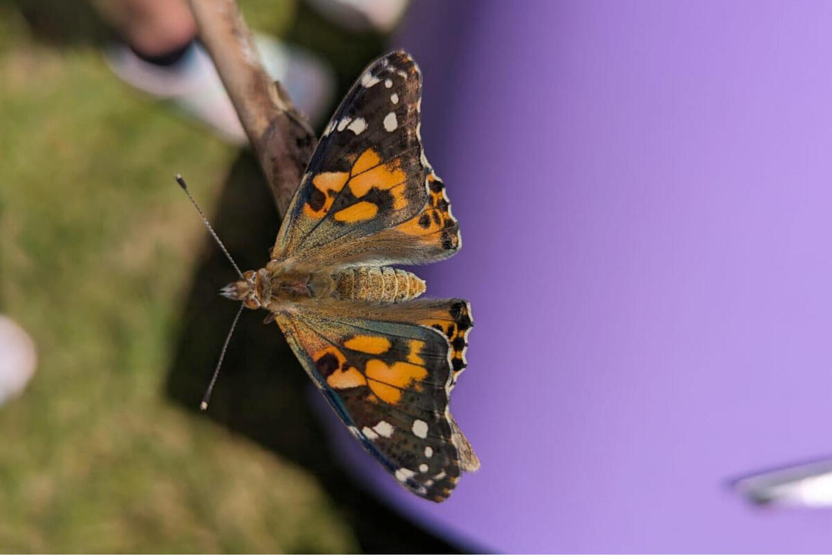 Wird Aus Jeder Raupe Ein Schmetterling www.johanniter.de