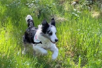 Ein Hund läuft über eine Wiese