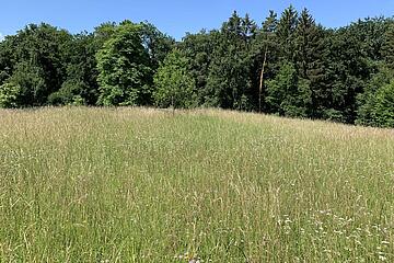 Wiese Johanniter-Waldkindergarten "Märchenzwerge"