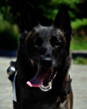 Nahaufnahme eines aufmerksam blickenden, schwarzen Rettungshundes mit Einsatzgeschirr und weit heraushängender Zunge. Im Hintergrund ist verschwommenes Grün zu sehen.