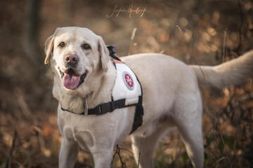 In liebevoller Erinnerung an Phoenix von der Johanniter-Rettungshundestaffel Baden-Karlsruhe