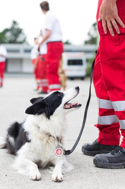 Ein Rettungshund liegt aufmerksam auf dem Boden und schaut zu seinem Hundeführer in roter Einsatzkleidung auf.