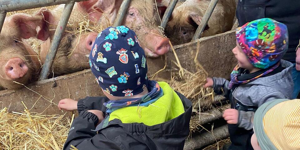 Kinder füttern Schweine