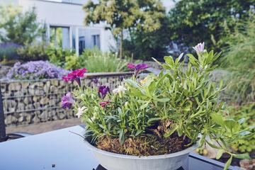 Blumen im Garten des Johanniter-Hauses Waibstadt