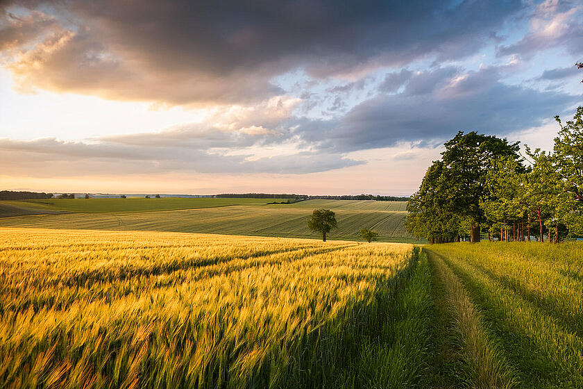Weite brandenburgische Landschaft mit Feldern und einem Waldsaum in der untergenenden Sonne (KI-generiert)