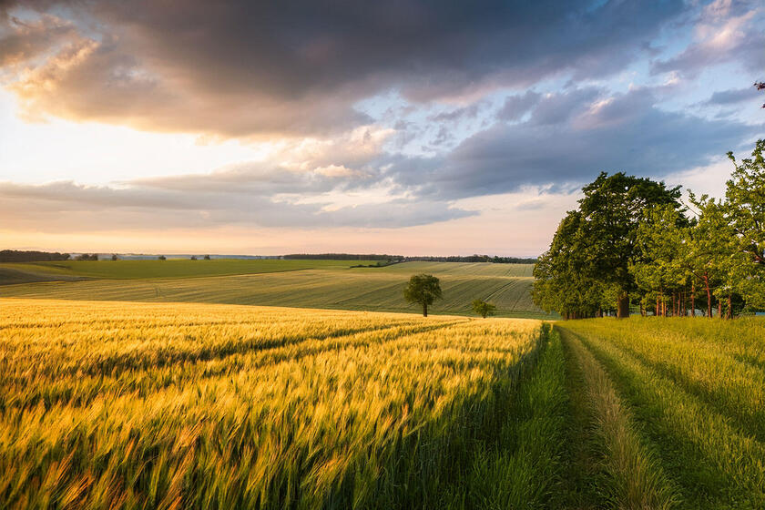 Weite brandenburgische Landschaft mit Feldern und einem Waldsaum in der untergenenden Sonne (KI-generiert)