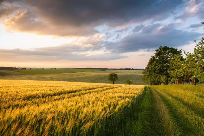 Weite brandenburgische Landschaft mit Feldern und einem Waldsaum in der untergenenden Sonne (KI-generiert)