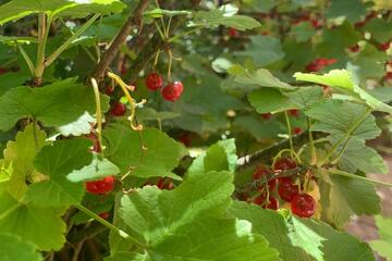 Johannisbeerstrauch Johanniter-Kinderkrippe "medbo-Spatzennest"