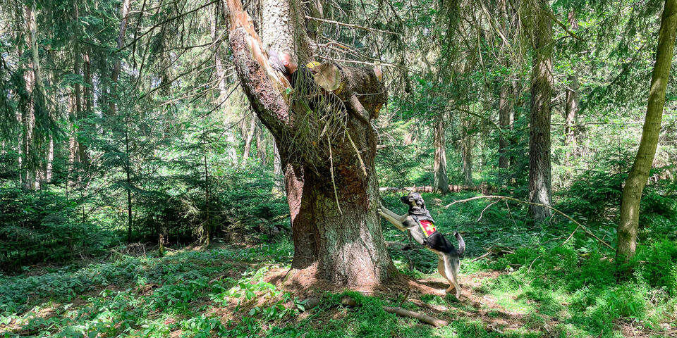 Eine Person hat sich auf einem Baum versteckt. Ein Hund hat sie gefunden.