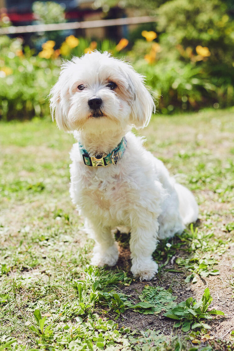 Kleiner weißer Vierbeiner auf dem Rasen im Johanniter-Haus Köln Porz.