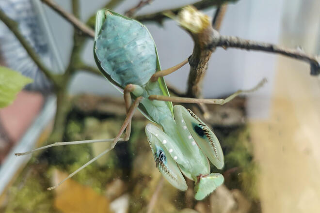 Mit den Gottesanbeterinnen Bob und Justus lernten die Kinder der Kita Pusteblume viel Neues über die Natur, Insekten und den ökologischen Kreislauf.