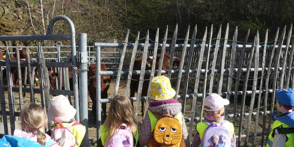 Döörper Pänz bestaunen Außengelände der Kühe des Eichhofs