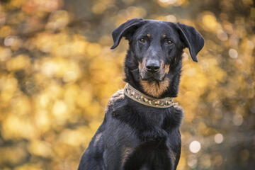 In liebevoller Erinnerung an Sprotte von der Johanniter-Rettungshundestaffel Baden-Karlsruhe