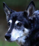 Porträt eines älteren, grau-weiß gemusterten Hundes mit gespitzten Ohren und sanftem Blick. Der Hintergrund ist unscharf und grün.