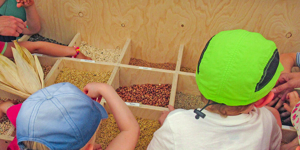 Kinder ertasten Getreidekörner