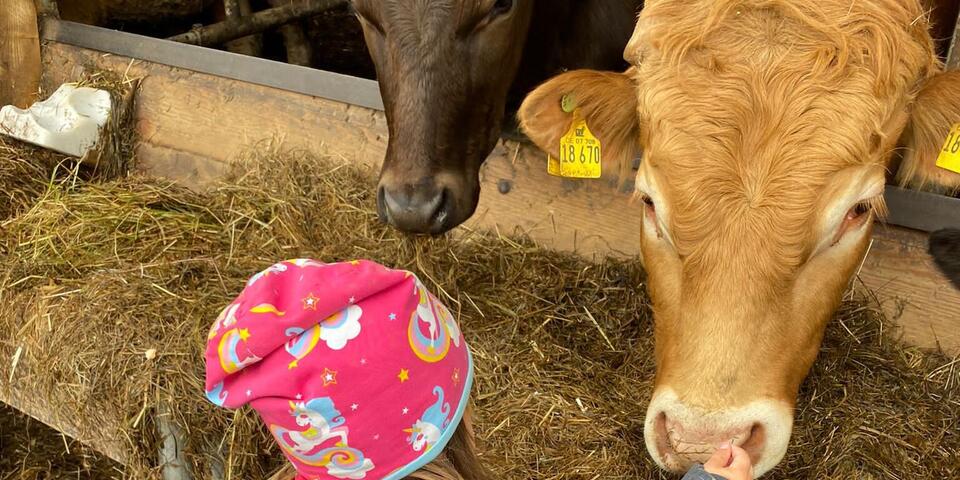 Ein kleines Kind streichelt eine Kuh