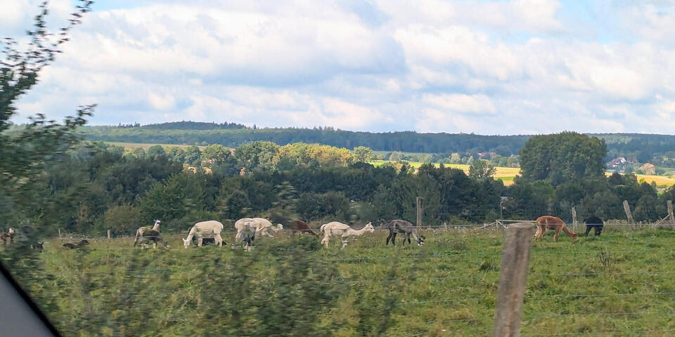 Alpakas auf einer Weide